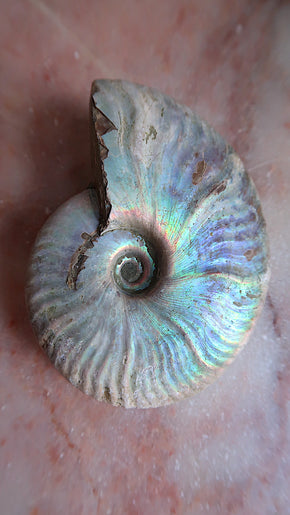 Large Natural Rainbow Ammonite