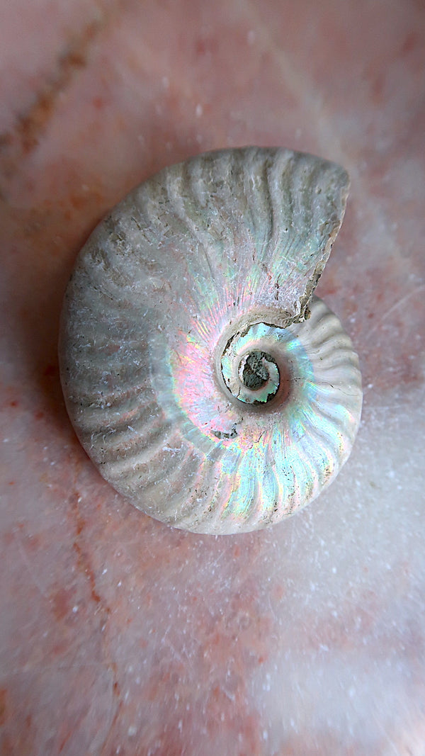 Natural Rainbow Ammonite