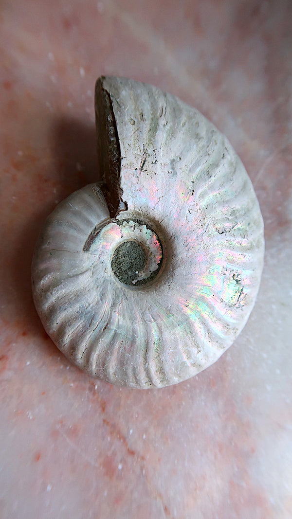 Natural Rainbow Ammonite