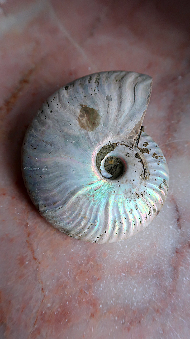 Large Natural Rainbow Ammonite