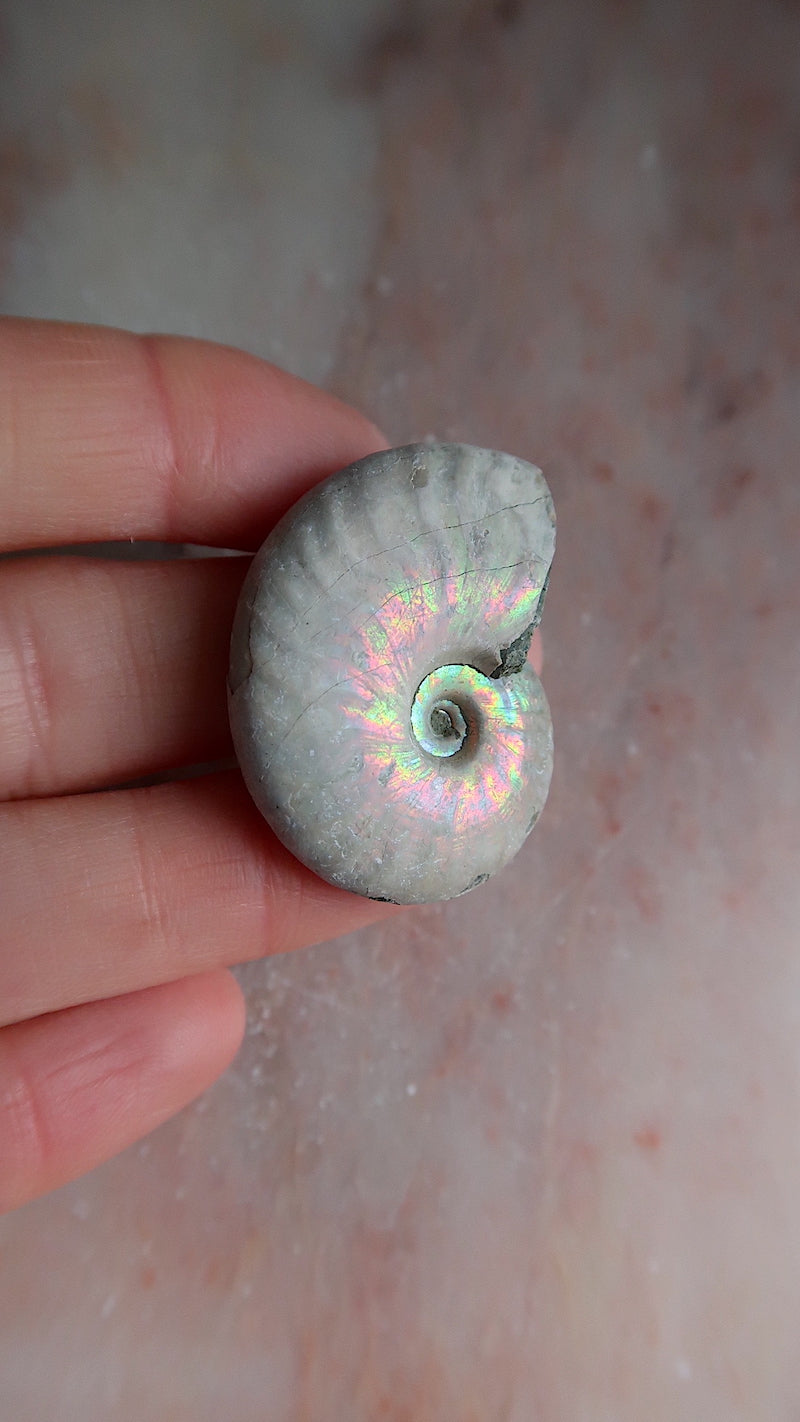 Natural Ammonite