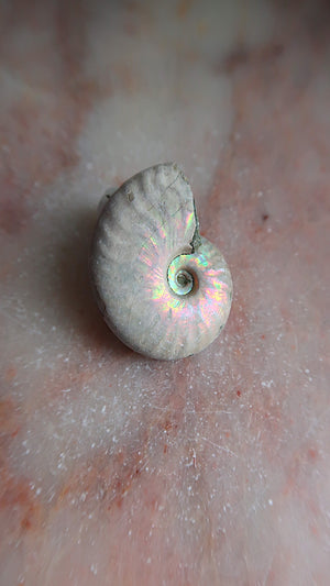 Natural Ammonite