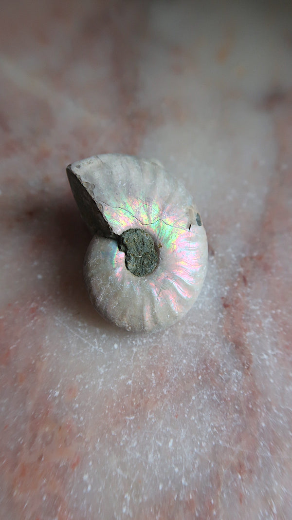 Natural Ammonite