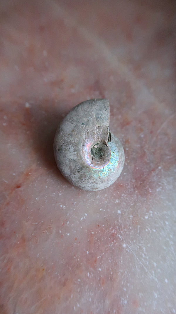 Small Natural Ammonite