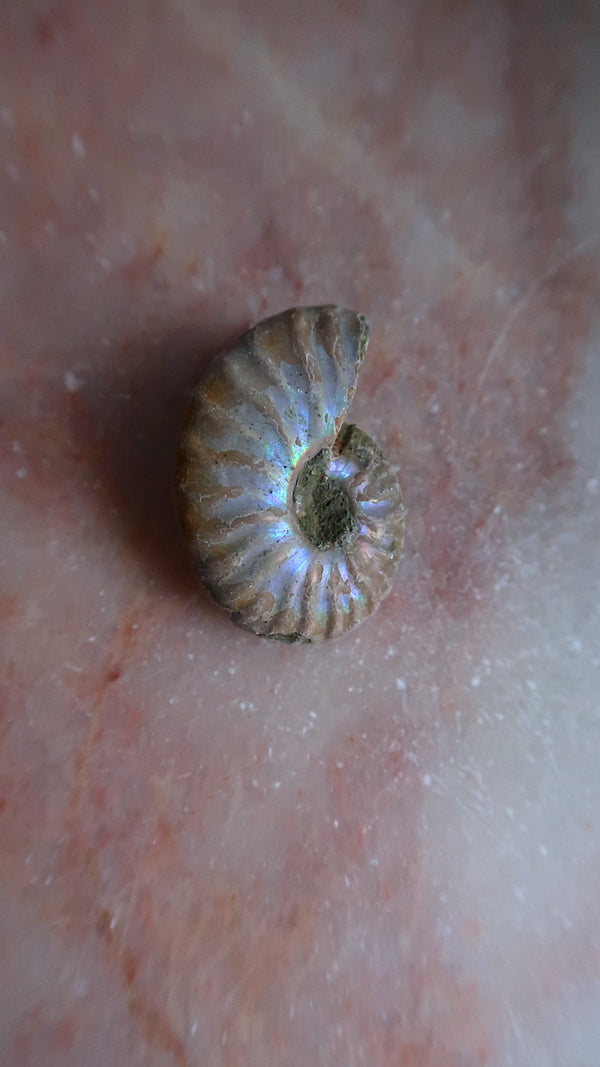 Natural Ammonite