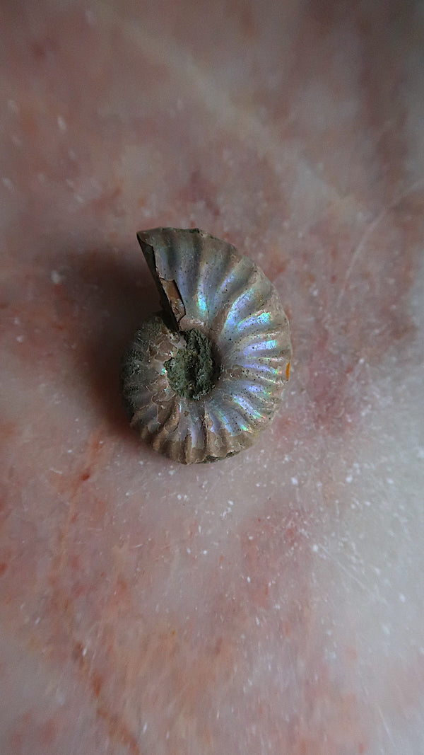 Natural Ammonite