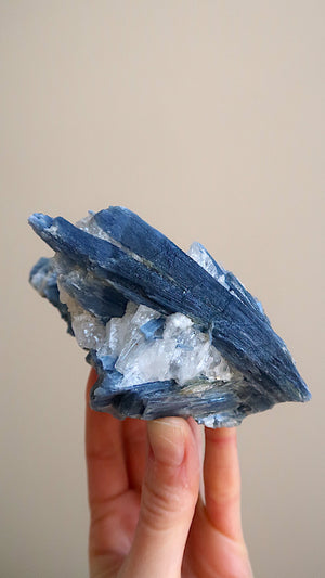 Large Premium Blue Kyanite Cluster