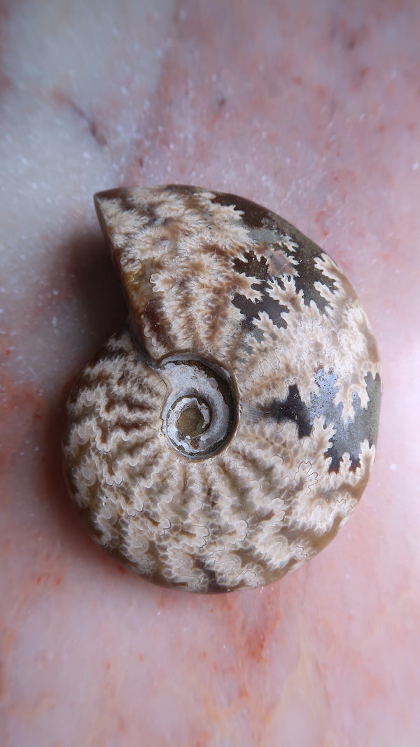 Natural Ammonite
