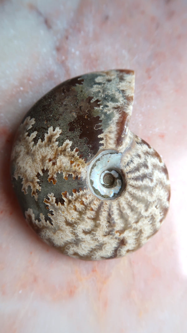 Natural Ammonite