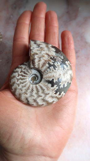 Natural Ammonite