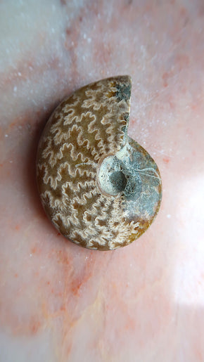 Natural Ammonite