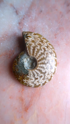 Natural Ammonite