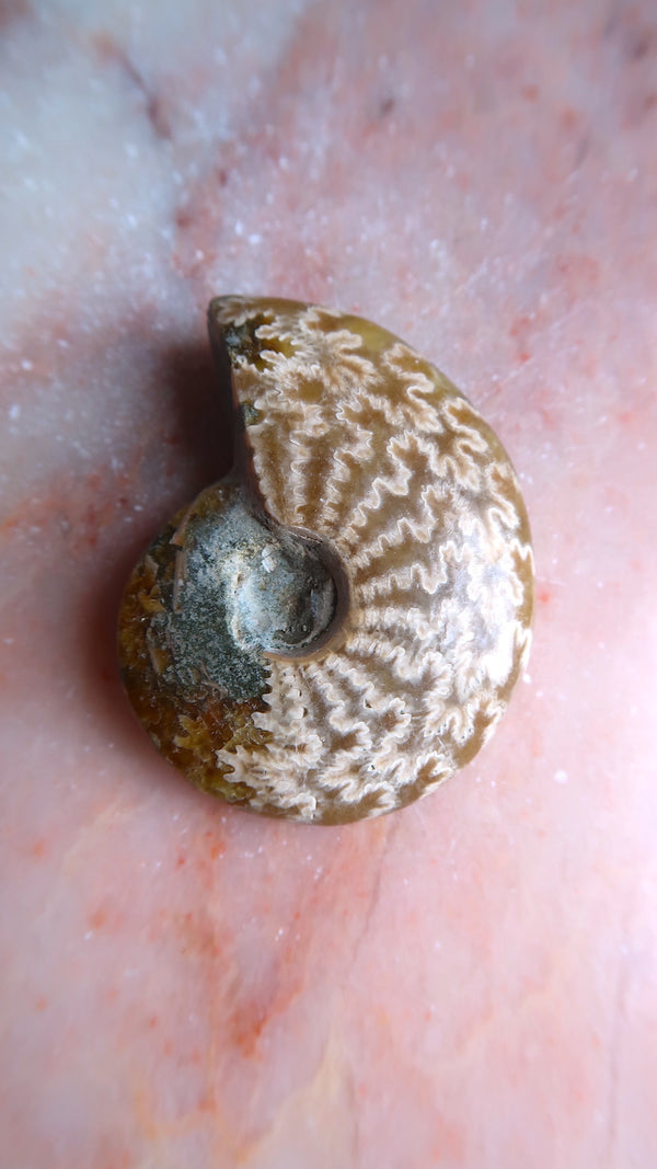 Natural Ammonite
