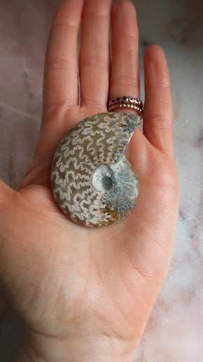 Natural Ammonite