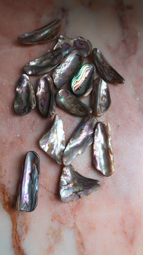 Abalone Shell