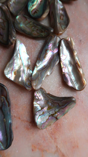 Abalone Shell