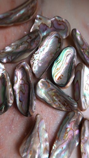 Abalone Shell
