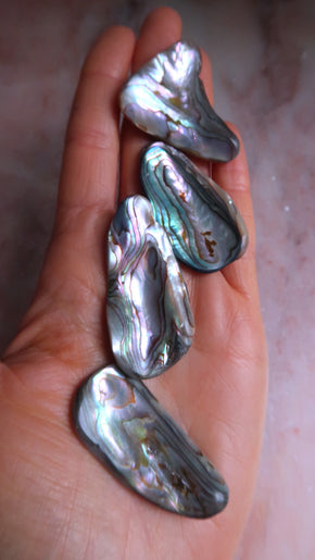 Abalone Shell