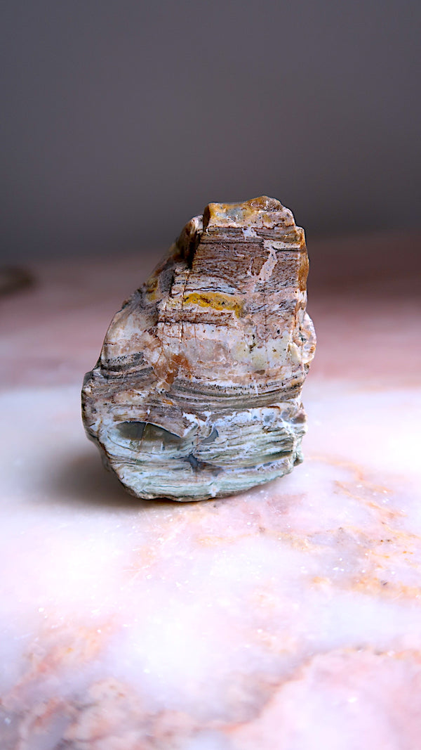 Petrified Wood