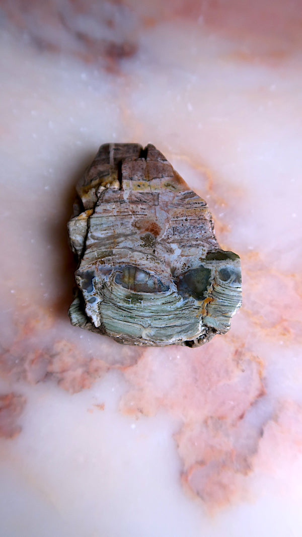 Petrified Wood