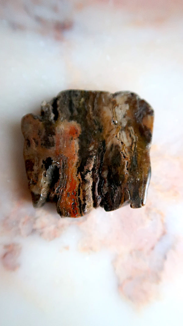 Petrified Wood