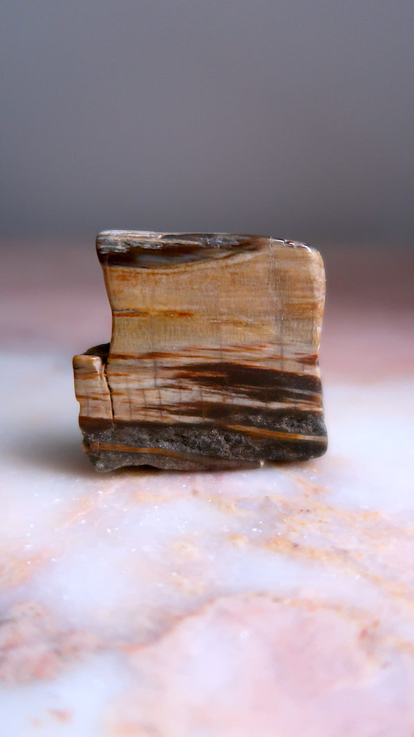 Petrified Wood