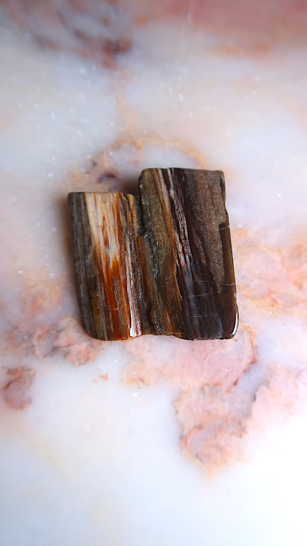 Petrified Wood