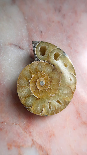 Natural Ammonite