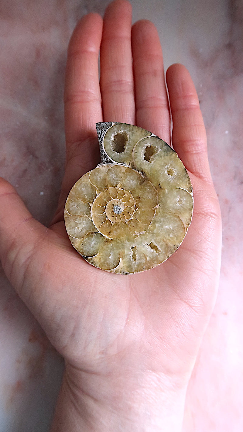 Natural Ammonite