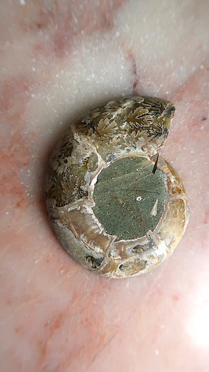 Natural Ammonite