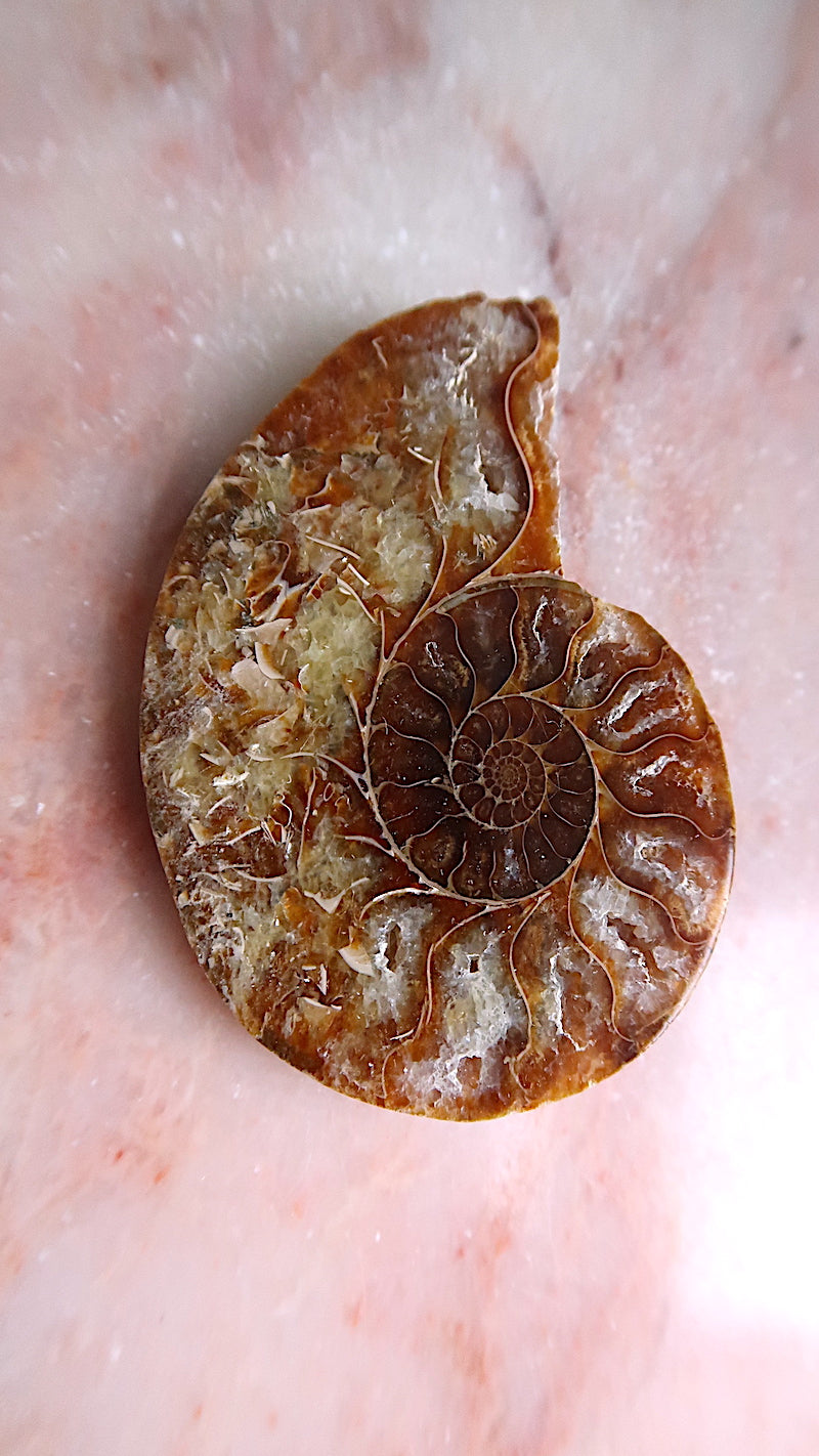 Natural Ammonite