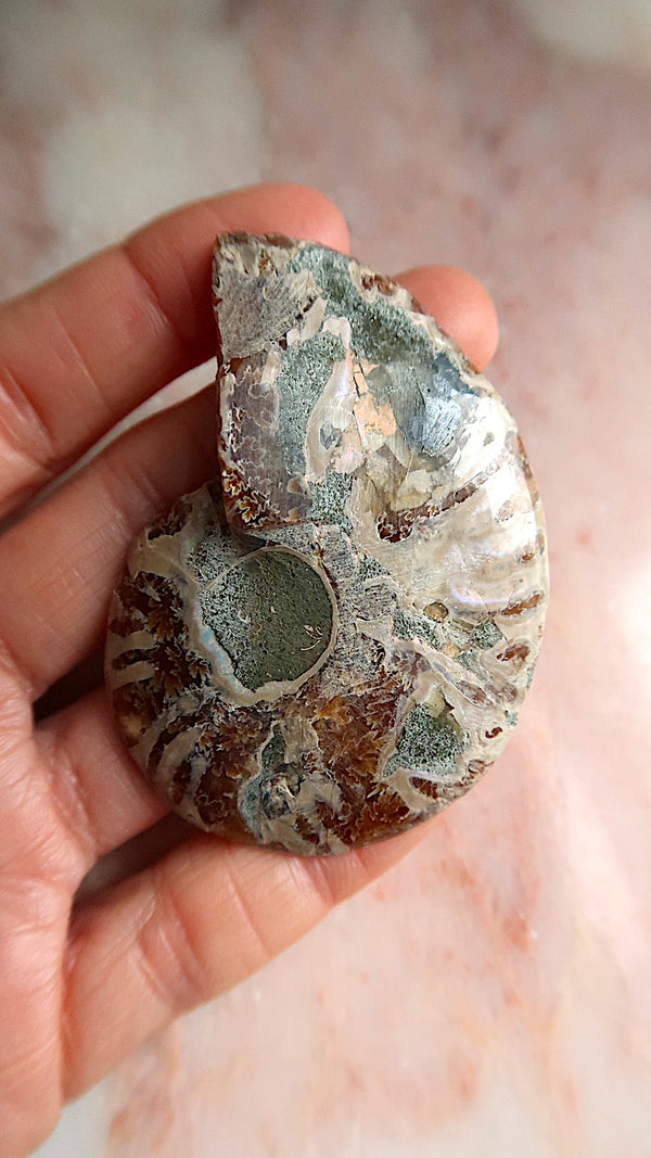 Natural Ammonite