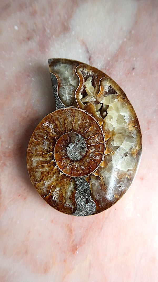 Natural Ammonite with Rainbow Flashes