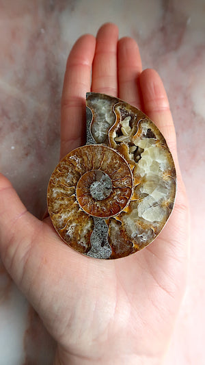 Natural Ammonite with Rainbow Flashes