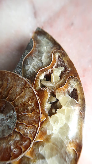 Natural Ammonite with Rainbow Flashes