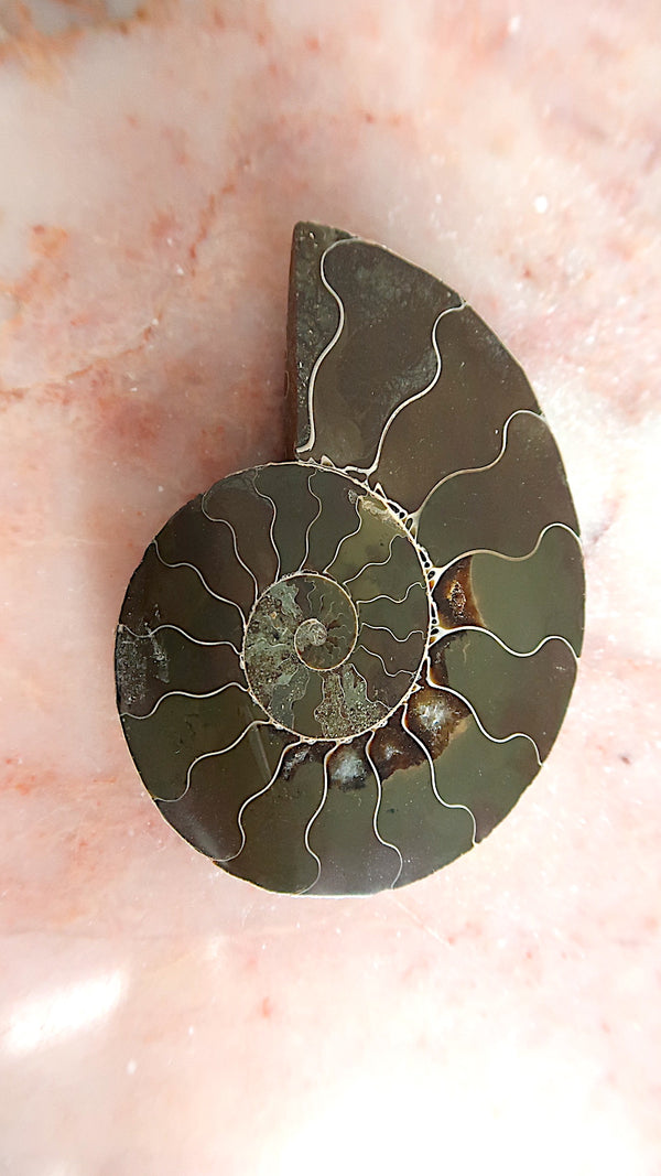 Natural Ammonite