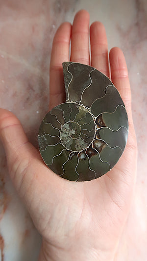 Natural Ammonite