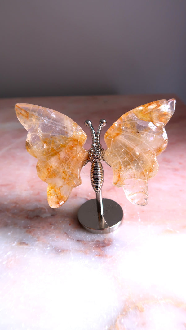 Golden Healer Butterfly