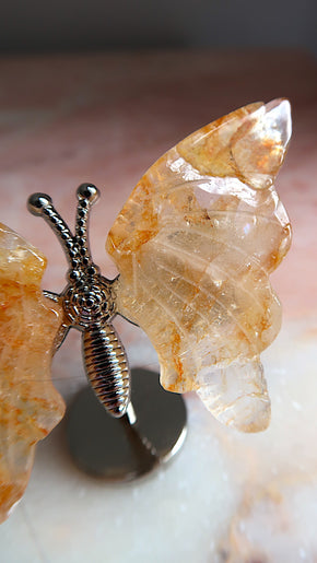 Golden Healer Butterfly