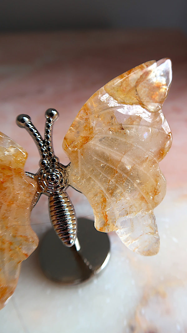 Golden Healer Butterfly