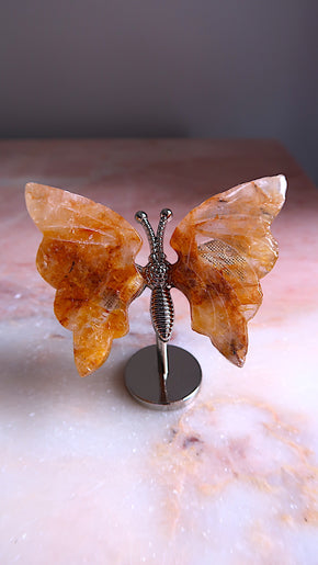 Golden Healer Butterfly