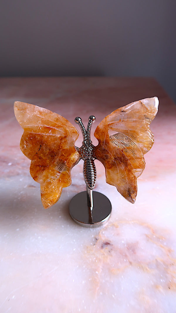 Golden Healer Butterfly