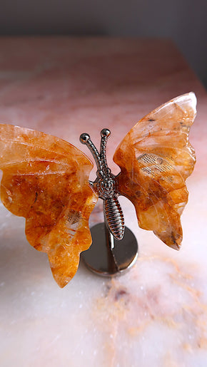 Golden Healer Butterfly