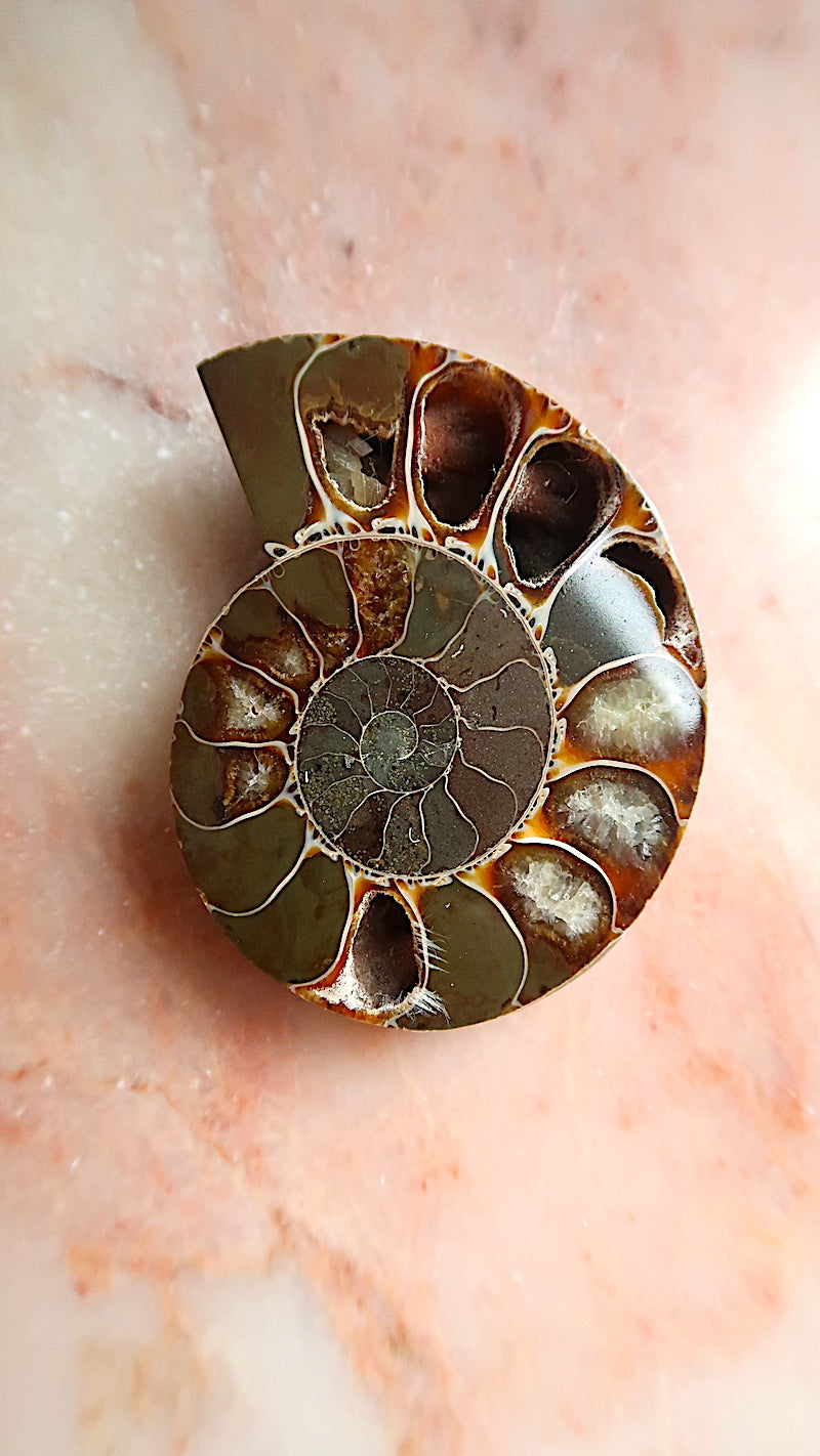 Natural Ammonite