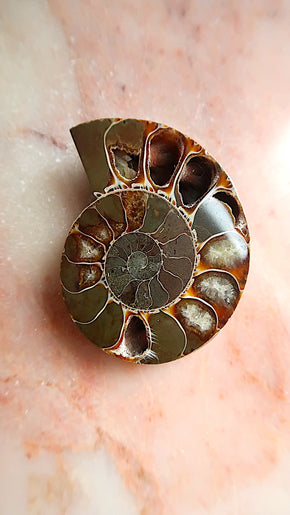 Natural Ammonite