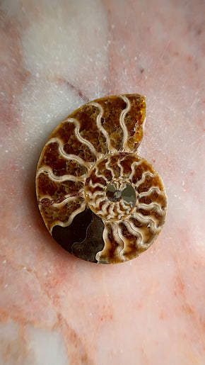 Natural Ammonite