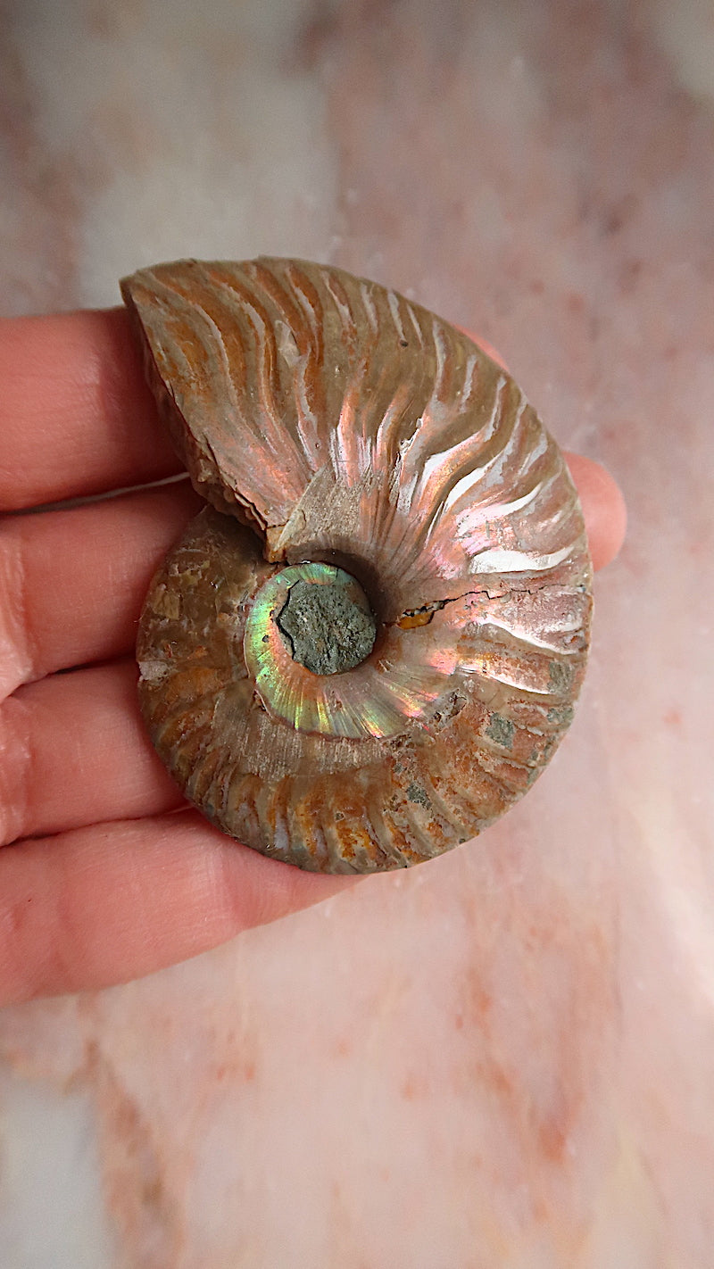 Natural Ammonite