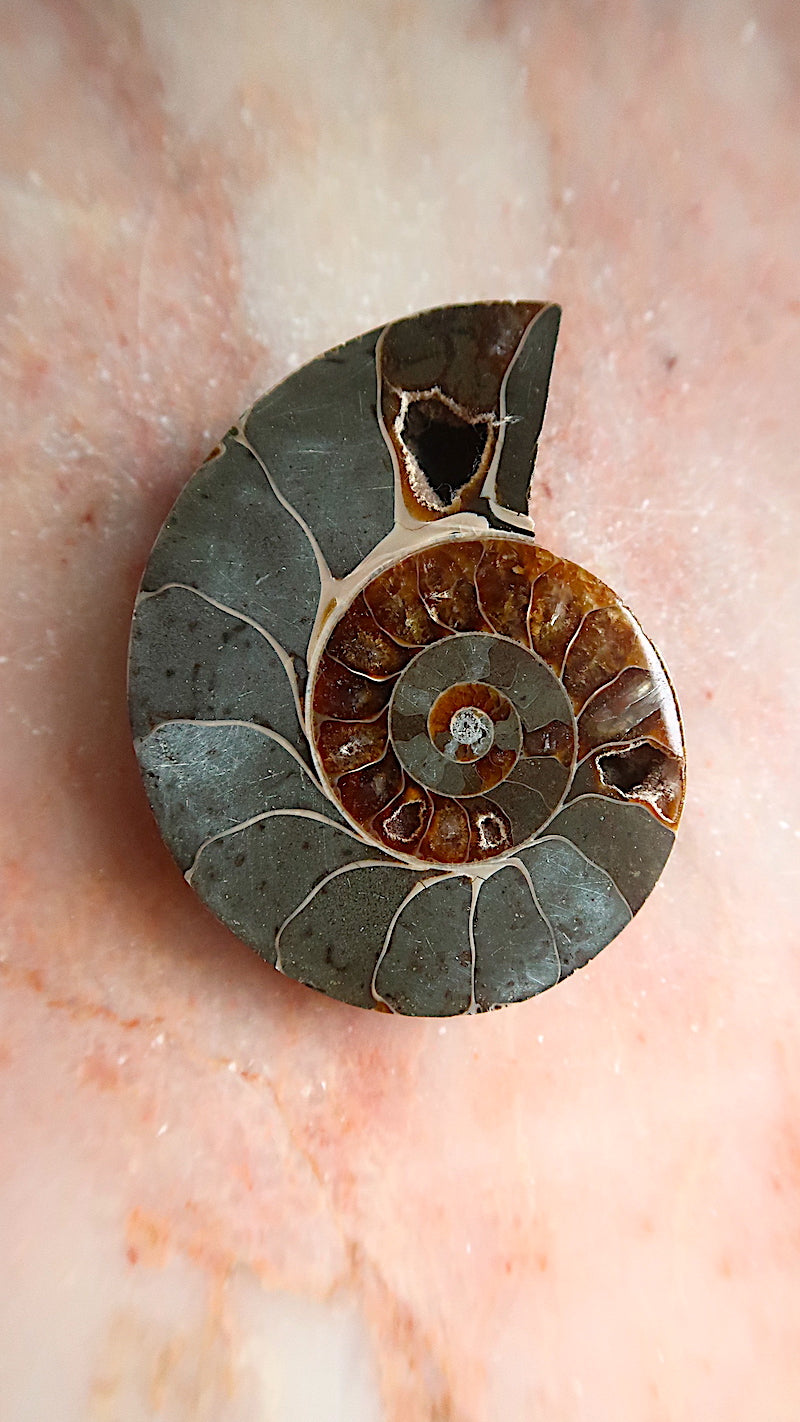 Natural Ammonite