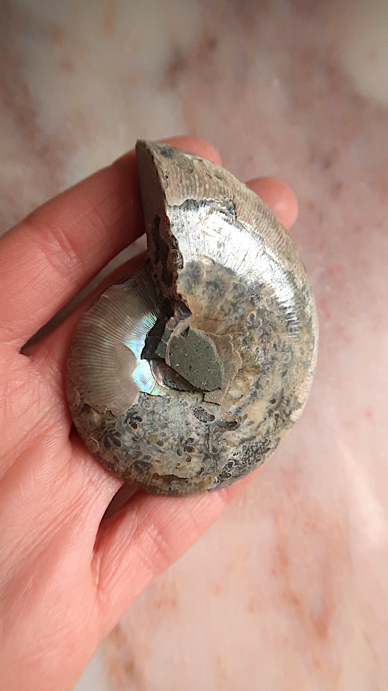 Natural Ammonite