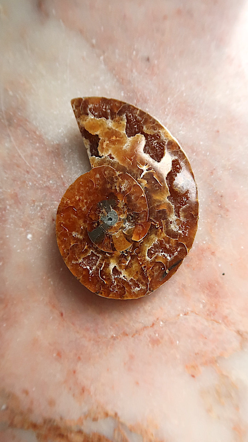 Natural Ammonite